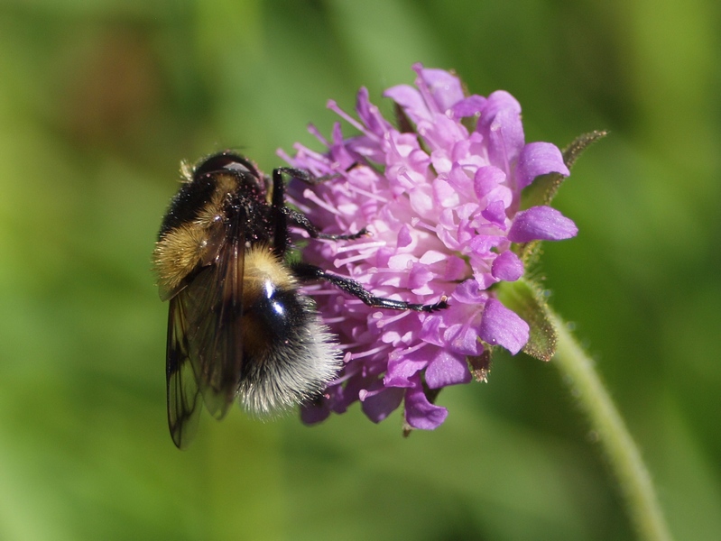 Syrphidae:Volucella bombylans